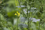 Garden yellowrocket